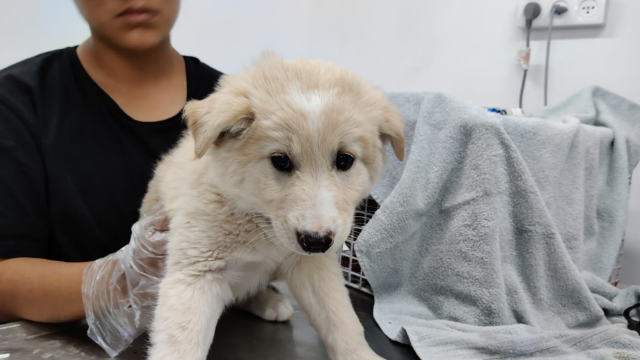 גורי הכלבים שחולצו