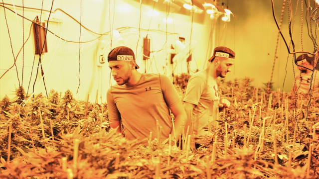 האנגר ענק הפך לחממת סמים