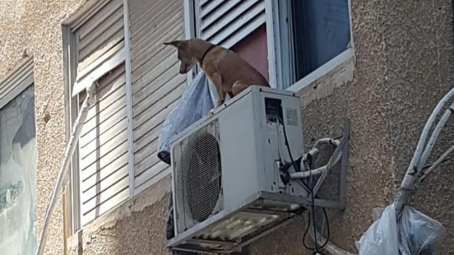 קשר את הכלב על מנוע המזגן מחוץ לחלון