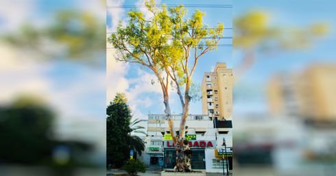 עץ האקליפטוס החולה | צילום: דוברות עיריית רחובות